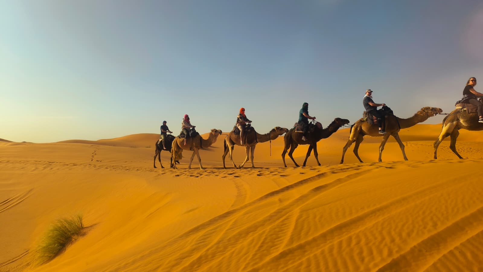 Camellos Sahara